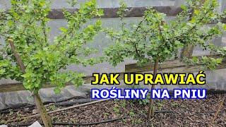 Jak uprawiać Rośliny NA PNIU - Agrest, Róża, Porzeczka, Trzmielina, Wierzba Hakuro-nishiki pienna