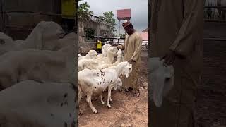 Neems farms Abuja Sheep are capable of experiencing a wide range of emotions #balami