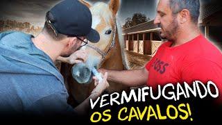 VERMIFUGAMOS TODOS OS CAVALOS DA CASA DOS BICHOS!