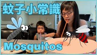 All About Mosquitos in Chinese 你不知道的蚊子 | 兒童科普中文 | 動物中文