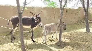 Horse Mating Donkey - Donkeys Breeding - Animals Mating Compilation 2023