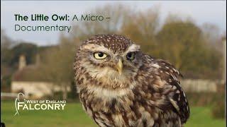 The Little Owl: A Micro - Documentary