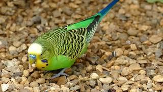 Budgie Birds | Birds Palace®