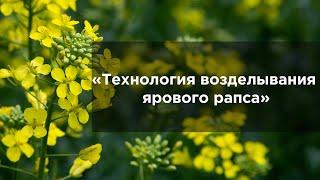 Технология возделывания ярового рапса