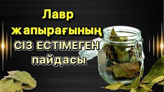 Лавр жапырағының адам денсаулығына пайдасы.