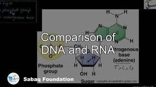 Comparison of DNA and RNA, Biology Lecture | Sabaq.pk