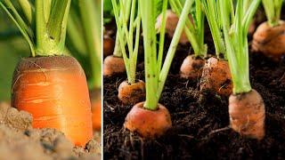 Brilliant Idea | How to Grow Carrots at Home to Produce Many Bulbs