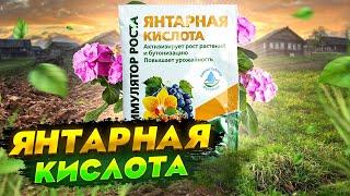 Янтарная кислота для подкормки растений дома и на даче