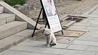 The beautiful stray cat waited, sure the girl who fed him four months ago would return to adopt him.