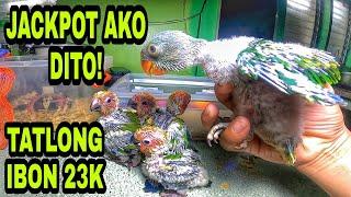 NAKA BILI AKO NG BLUE NAPED PARROT SA STA.MARIA BULACAN