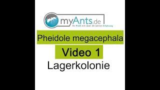 Pheidole megacephala Video 1 Lagerkolonie