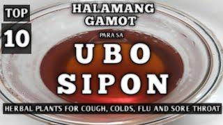 10 HERBAL PLANTS FOR COUGH, COLDS, FLU & SORE THROAT | MABISANG HALAMANG GAMOT PARA SA UBO AT SIPON