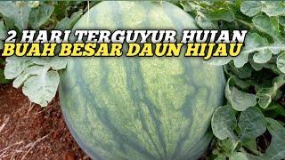 BUAH CEPAT BESAR DAN DAUN HIJAU SETELAH TERGUYUR HUJAN TERUS MENERUS