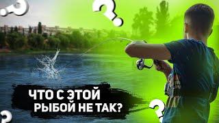 РЫБА ПРОСТО ПОИЗДЕВАЛАСЬ| Рыбалка на Русановке | Спиннинговая рыбалка в Киеве | Спиннинг Киев