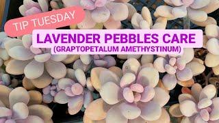 Graptopetalum amethystinum - Lavender Pebbles Care 