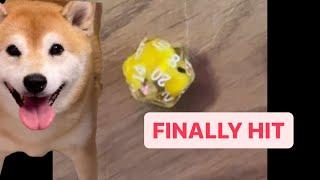 Shiba Fights Owner and Inner Demons Everyday