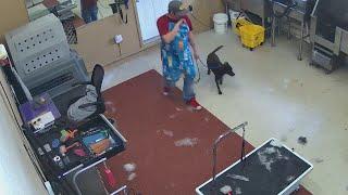 Santa Fe groomer charged with 8 counts of extreme animal abuse