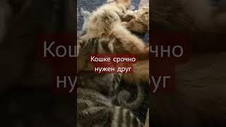 кошке срочно нужен друг))