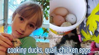 Melis lifestyle | cooking ducks, quail and chicken eggs | как приготовить утиные яйца, перепелиные