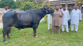 Nili Ravi Buffalo Bulls K & Z Sire