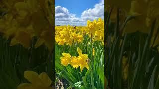 Daffodils #subscribe #travel #shortsfeed #mtvernon #washington #prettyflower #nature #travel
