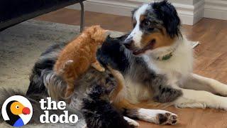 Dog Becomes Mama To A Litter Of Tiny Rescue Kittens | The Dodo