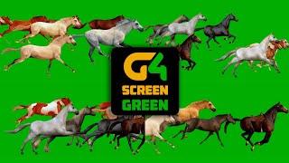 Horse Running Green Screen | Horse Stampede Green Screen | Horse Running With Sound #stampedehorse
