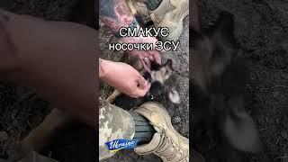 Цуценя смакує шкарпетки військового ЗСУ. A puppy tastes the socks of an AF soldier. #shorts