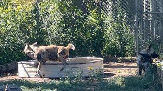 African Wild Dog Enrichment!