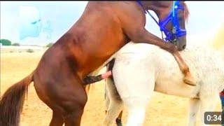 Full meeting process Horse Mating Horse eeding #breeding #meeting #cross #animals