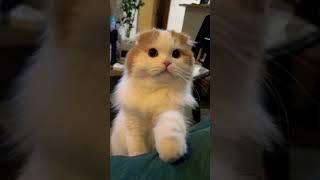 Cat meowing sound#asmr #shorts ##scottishfold #viral #trending #satisfying