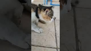 The funniest animals Fun with cats and dogs 2023 Pets Studio #1085