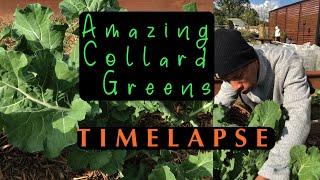 How to grow Collard greens From Seed To Harvest - Timelapse #gardening #garden