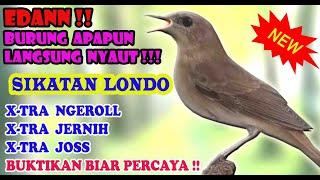 Common Nightingale Best Sound HD Audio (Luscinia megarhynchos)