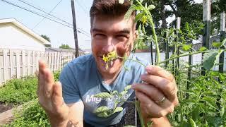 4 EASY Ways to Increase Tomato Blooms and Fruit Set!