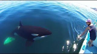 Unique Orca encounter in the Sea of Cortez...Bahia de los Angeles, Mexico.