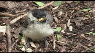 小鳥落下、そしてエゾフクロウに襲われた　Little bird fall