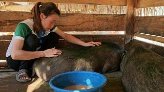 Building farm - Pigs on the farm are weak because of the disease - Building life | Farm Life