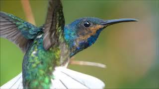 White-necked Jacobin HD