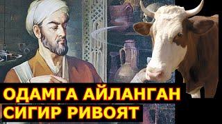 Одамга айланган Сигир ва Ибн Сино хикоя ривоят