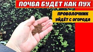 ЛЮБАЯ ПЛОТНАЯ ПОЧВА БУДЕТ КАК ПУХ! ПРОВОЛОЧНИК УЙДЕТ С ОГОРОДА!Сею сидерат фацелия под зиму и весной