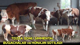  DEHQONDAN ARZON SIMMENTAL BUQACHALAR va HONAJINLAR SOTILADI ️+998944990200