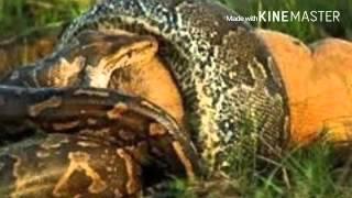 Anaconda vs lion. (Amazing fight)