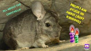 Chinchilla| Are they good pets?