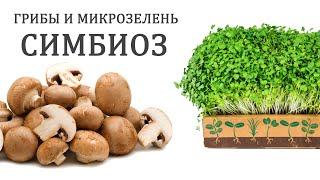 Симбиоз выращивания микрозелени и грибов.