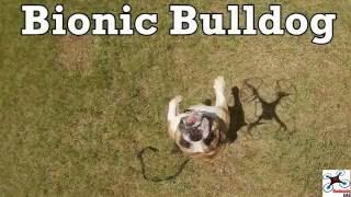 Bionic Bulldog