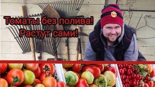 Томаты не поливаю! Собираю вёдрами!!! Мой опыт выращивания! Честный отзыв -семена Партнер!