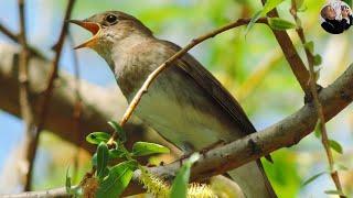 Nightingale sings very beautifully (Luscinia luscinia)