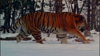 Huge siberian male tiger walking in wild of china