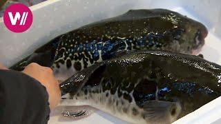 Mussels, fugu and oysters - Delicacies from the sea